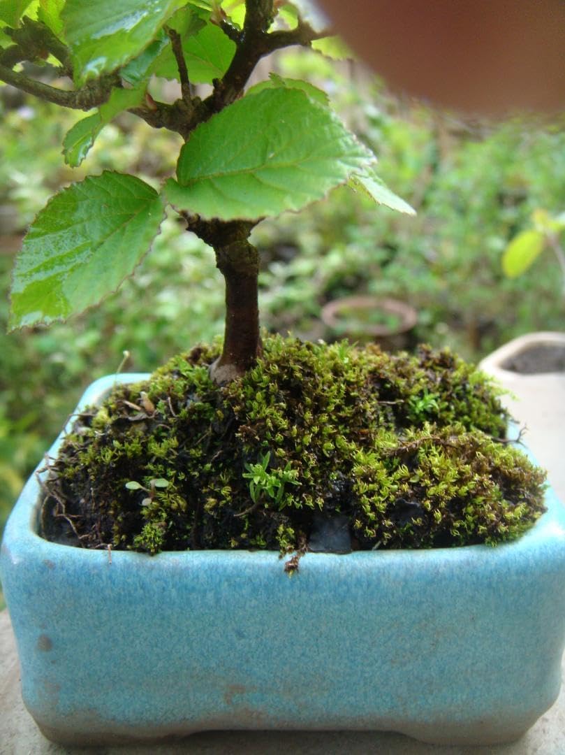 三河盆栽 ガマズミ 盆栽 三河盆栽 ガマズミ 盆栽 三河盆栽 ガマズミ